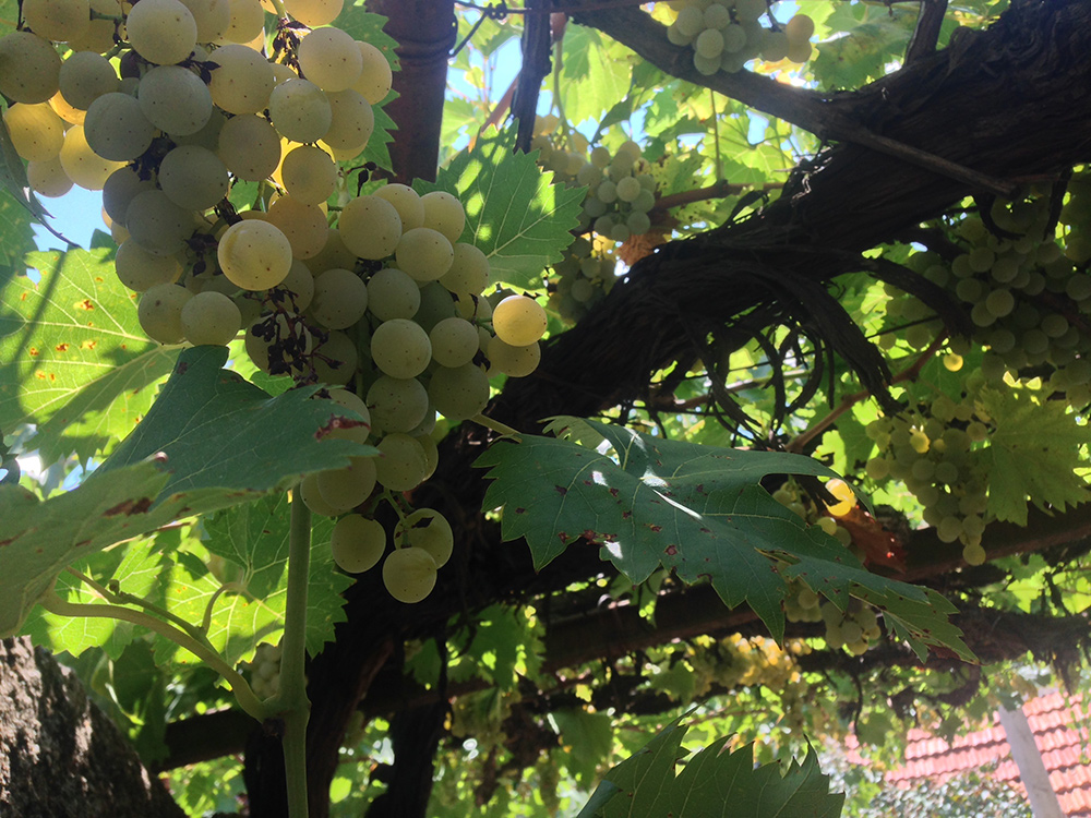 Orebic Vino